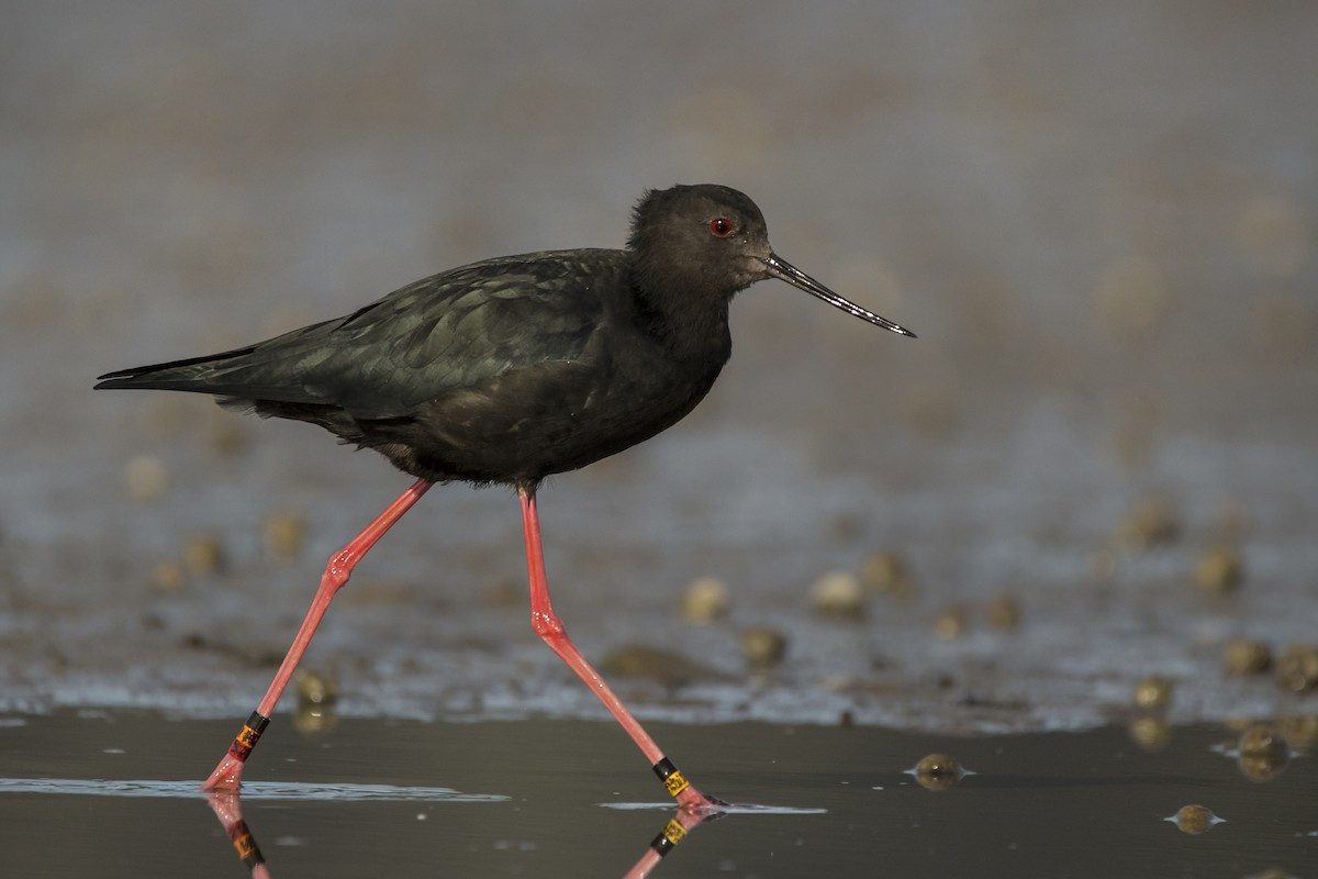 image Black Stilt